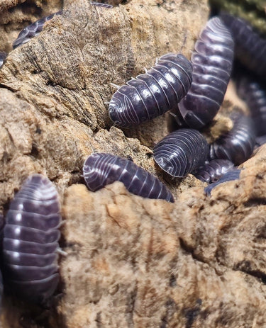 C. Platinum isopods